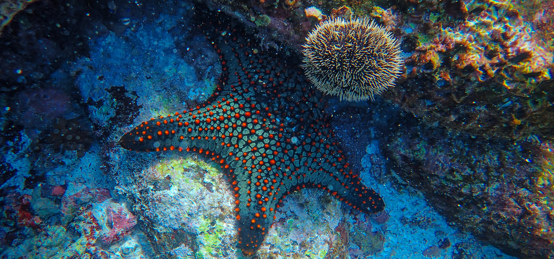 Explore the ocean mysteries with PADI Mermaid Certification